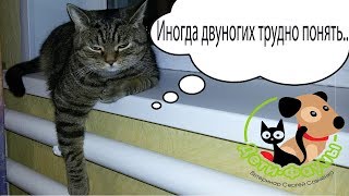 Можно ли смешивать сухой корм и натуралку? Смешивать сухой корм от разных производителей?