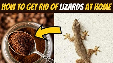 How to get rid of lizards in your house