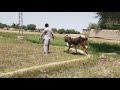 try to horse and cow meeting