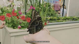 Color in Motion: Live Butterfly Exhibit 2026