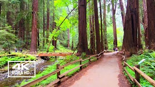 Muir Woods: A Journey into Redwood Forests