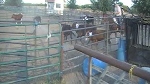 2 man ranch sorting lazy y arena