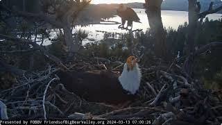 Shadow replaces Jackie FOBBV CAM Big Bear Bald Eagle Live Nest - Cam 1 \/ Wide View - Cam 2