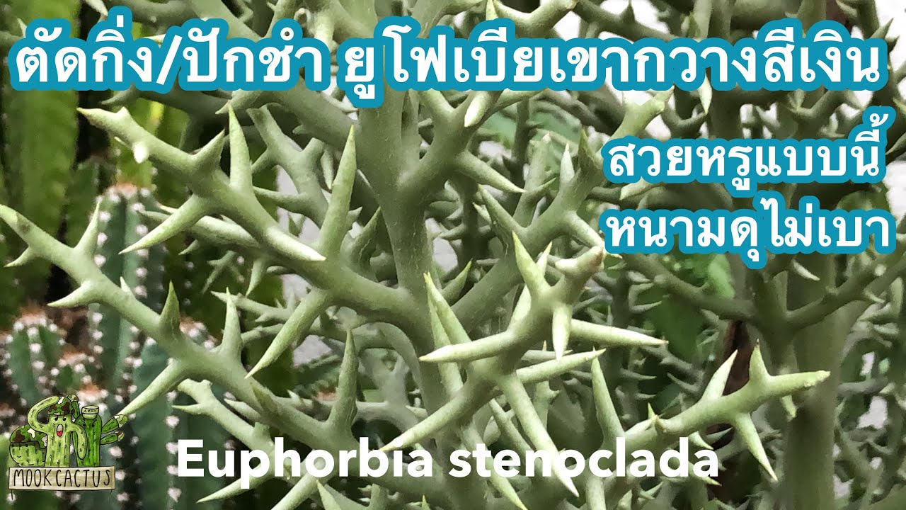 ตัดกิ่ง/ปักชำ ยูโฟเบีย เขากวาง สีเงิน (Euphorbia stenoclada) | MookCactus
