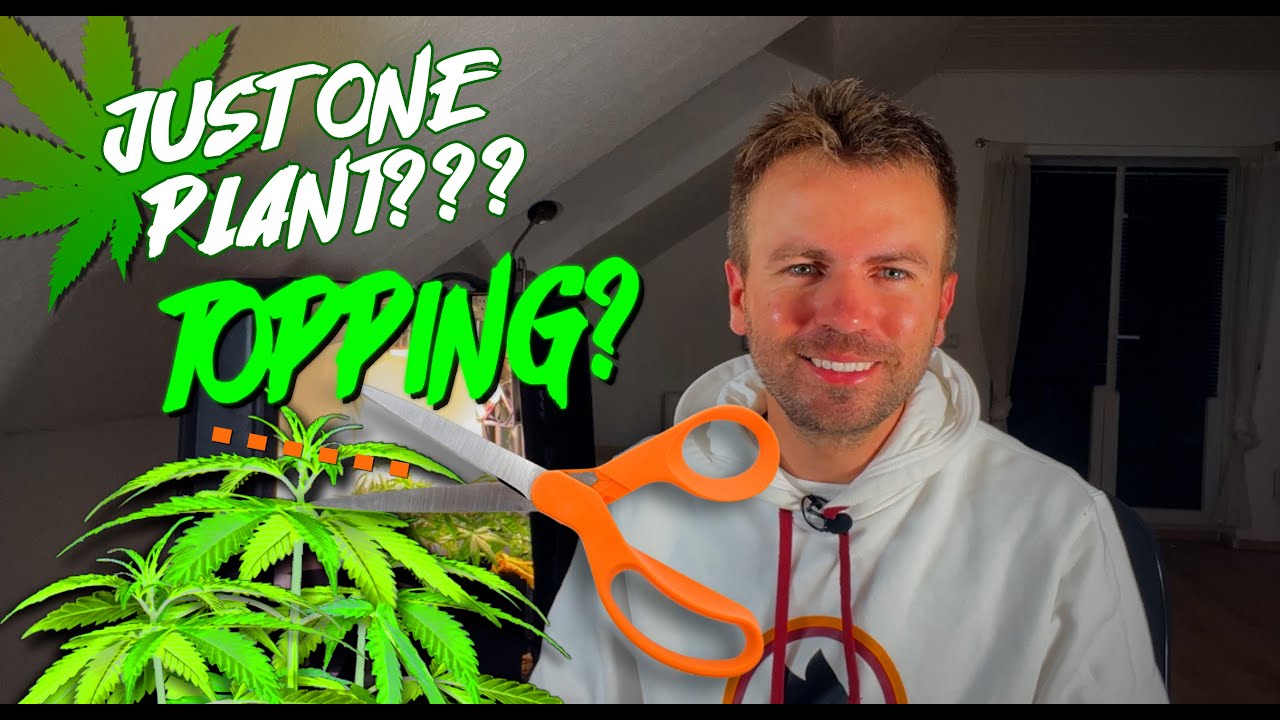 One Plant In The Suitcase With Topping Mini Grow Box By Bonsanto one-plant-in-the-suitcase-with-topping-mini-grow-box-by-bonsanto