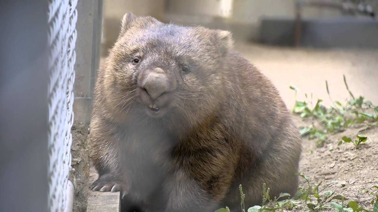 眠くなってきたウォンバットのフクちゃん 五月山動物園 Youtube