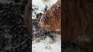 Snow On The Beach In Maine