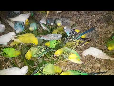 Lovebirds Enjoying Keerai Delight! 🌿🐦 |Surpassing 1.3 k views |  My Pets and My Garden