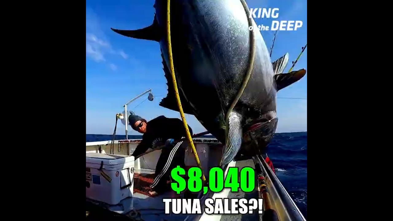 Птицы, тунец и ошибка на 10 тысяч долларов — Мисс Гарпун Бриттона!