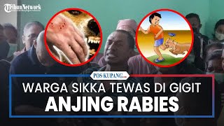 BREAKING NEWS: Warga Sikka Tewas Digigit Anjing Rabies