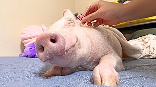 【閲覧注意】豚の耳掃除を2週間以上放置した結果がこちら
