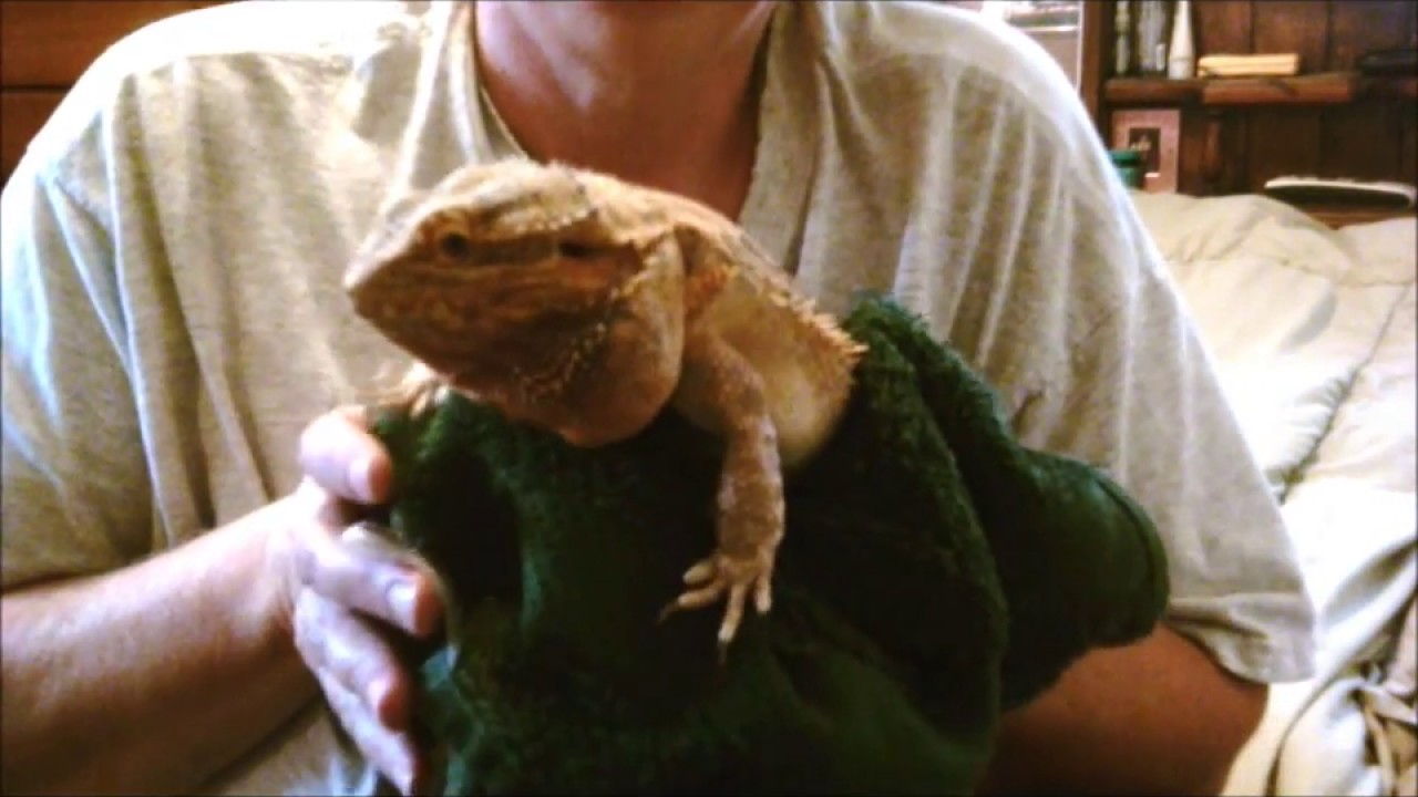 rescue dogs rock nyc Bearded Dragon Rescue and His Story