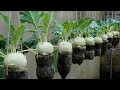 Growing kohlrabi in a tiny plastic pot it was unbelievable that it still gave such a high yield