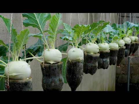 Video: Kohlrabi taimesordid – õppige tundma eri tüüpi Kohlrabi
