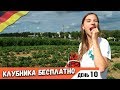 Как мы КЛУБНИКУ в ГЕРМАНИИ СОБИРАЛИ 🍓 Бесплатные Клубничные поля - ешь сколько влезет