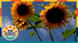 'The biggest thing are the smiles': Majestic sun flowers bloom in Menomonee Falls