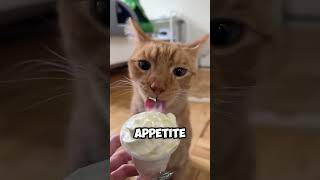 The Biggest Red Flag In Cat Kingdom The Orange Cat