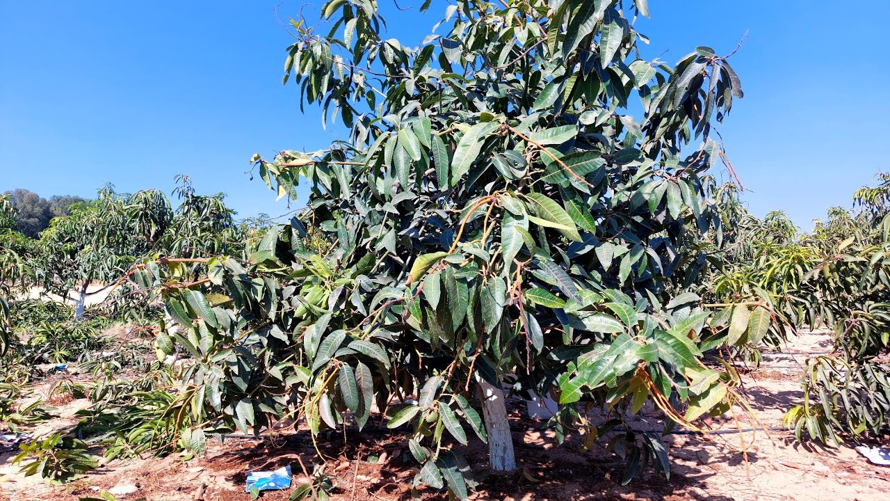 معاملات ما بعد الحصاد | التقليم | دور عنصر النيتروجين و توقيته ؟؟ | أشجار مانجو صغيرة و كبيرة | هام