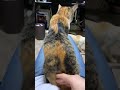 ネコケツドラム 飼い主視点(Spanking the Cat)