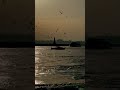 #birds, birds, birds flying, sunset ambience, sunlight on sea