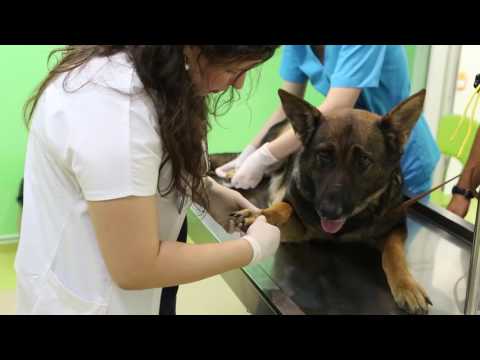 Video: Epidemiologie și Management Clinic Al Bolii Articulației Cotului La Câini Sub îngrijire Veterinară Primară în Marea Britanie