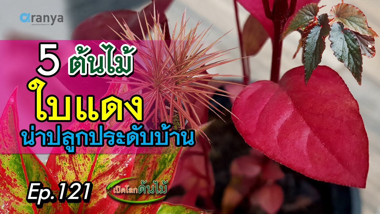 ไม้ใบมงคล  Update  5 ต้นไม้ใบแดง น่าปลูกประดับบ้าน|เปิดโลกต้นไม้ |Aranya Channel