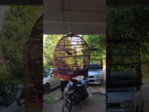 Murai batu ekor panjang, mb jeli Kicau Malaysia gocor ...