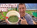 Free Fertilizer For Garden! How To Make It!