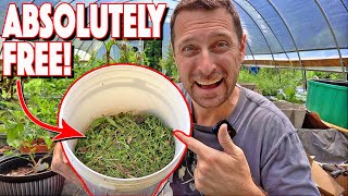 Free Fertilizer For Garden! How To Make It!