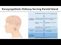 LO10 Parotid Gland Innervation