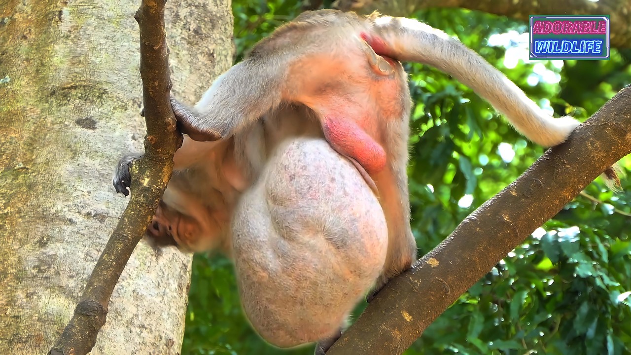 Old Daddy Monkey Charlie Shows The Big Belly