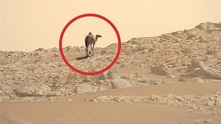 Perseverance Rover SOL 1065 | Mars 4k Video | Mars 4k New Video | Mars New 4k Video