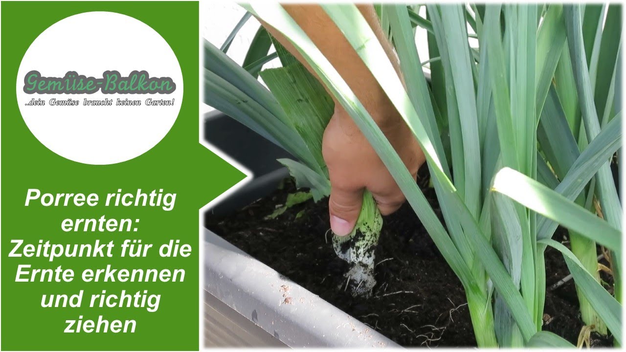 Porree  richtig ernten : Den Zeitpunkt fr die Ernte erkennen  und  richtig ziehen