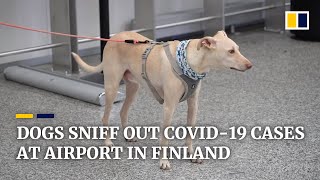 Finland’s coronavirus-sniffing dogs find Covid-19 carriers at airport with ‘nearly 100% accuracy’