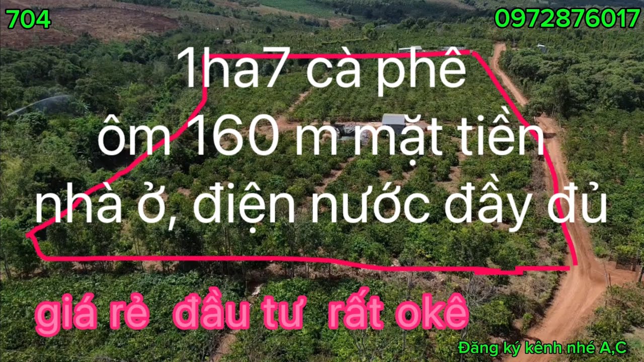 1ha7 cà phê, nguồn thu mạnh gần các tiện ích ôm đường,giá trị bất động sản cao khi đường lên bê tông