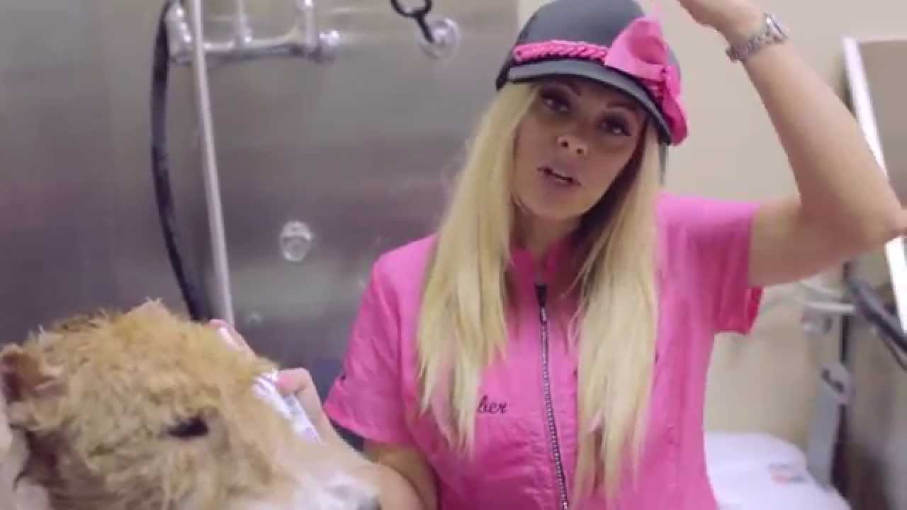 dog shampoo bob martin How to Use Hair Raiser for Dogs and Cats