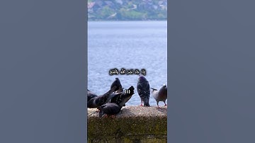 📖 إذا جاء نصر الله والفتح | 🎧 تلاوة خاشعة - سورة النصر برواية ورش 🕊️