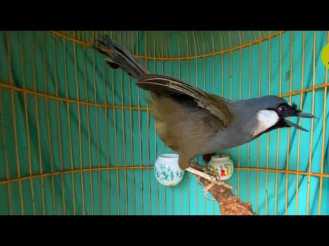 Video KHƯỚU BẠC MÁ HÓT MÚA HAY - youtube