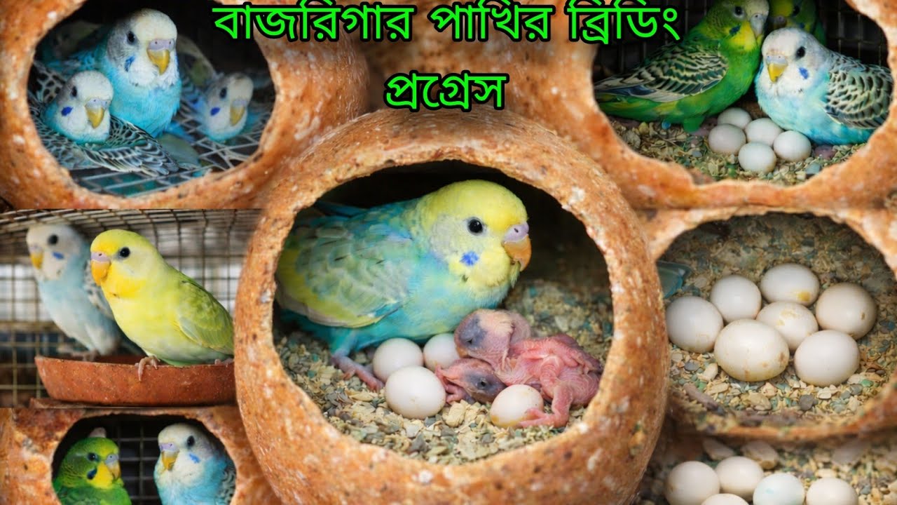 My Budgies Setup Breeding Progress 3nd Clutch || budgies breeding progress.