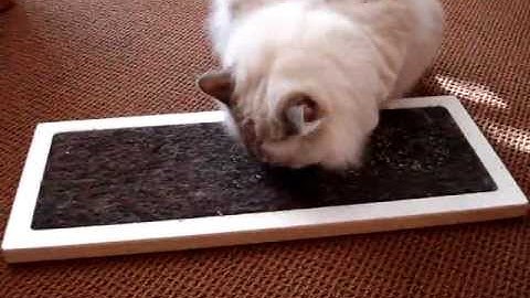 Horizontal Cat Scratcher - Square Cat Habitat Lo - ラグドール Floppycats