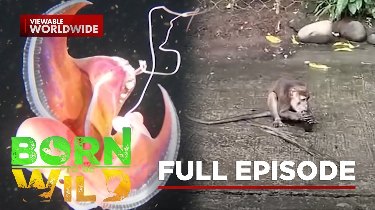 A Rare Octopus and Wild Monkey Encounter | Born To Be Wild (Full Episode)