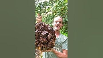 Nipa Palm Fruit