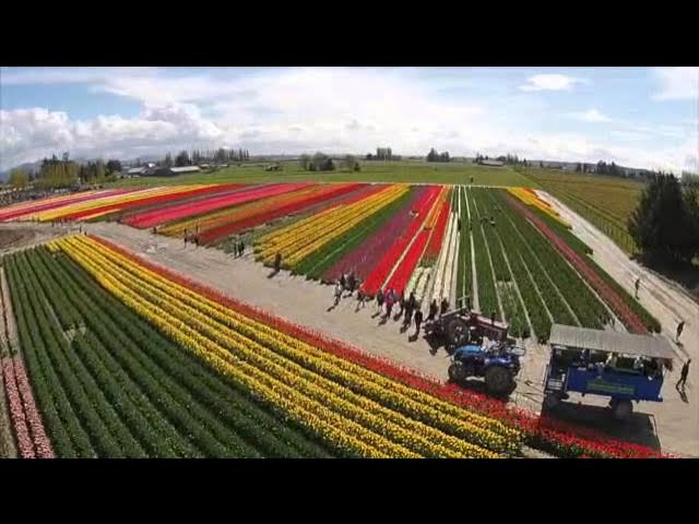 Ken Harrison Tulip Fields 2015-2