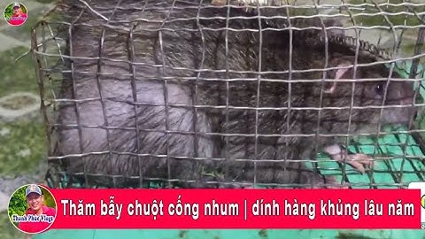 Thăm bẫy chuột cống nhum | dính hàng khủng lâu năm |Thanh Phúc Vlogs