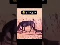 صار صنمترند السعودية اكسبلور mp3