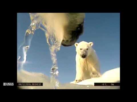 Polar Bear - POV Cams (Spring 2016)