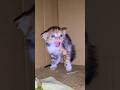 The Angriest Kitten #shorts #viral #viralcat #cutecat