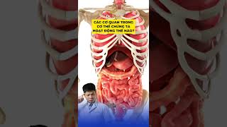 Các Cơ Quan Trọng Cơ Thể Chúng Ta Hoạt Động Thế Nào? Dr Ngọc