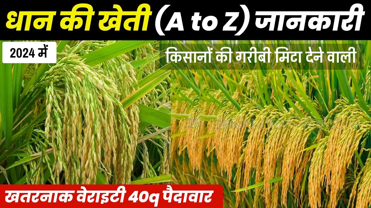 Dhaan ki kheti 2024 | A to Z | धान की खेती कैसे करें | Dhaan ki Best Variety, Fartilizer,Insecticide