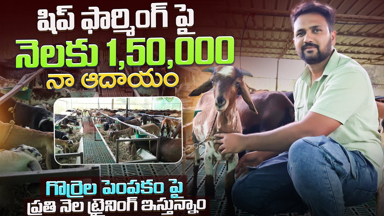 Sheep and goat farming In telangana | గొర్రెల పెంప‌కంపై ప్ర‌తి నెల ట్రైనింగ్ #sheepfarming